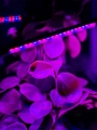 lampa-led-do-wzrostu-roslin-20-diod-timer-9-w-z-zasilaczem-marka-jumi-oswietlona-roslina.webp