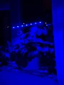 lampa-led-do-wzrostu-roslin-20-diod-timer-9-w-bez-zasilacza-sieciowego-marka-jumi-niebieskie-swiatlo.webp
