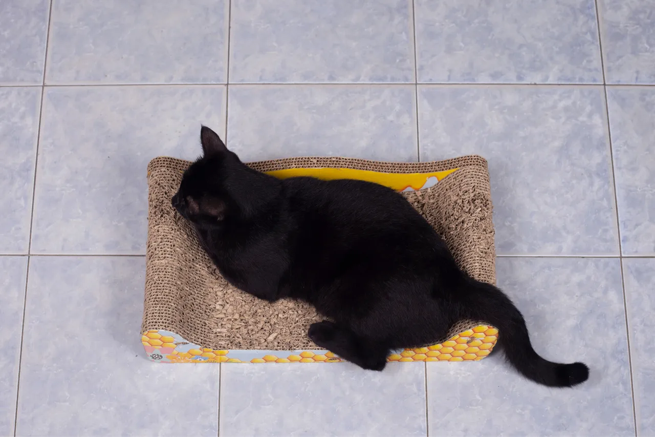 zalety wyboru kartonowych, ekologicznych drapaków dla kotów zamiast klasycznych