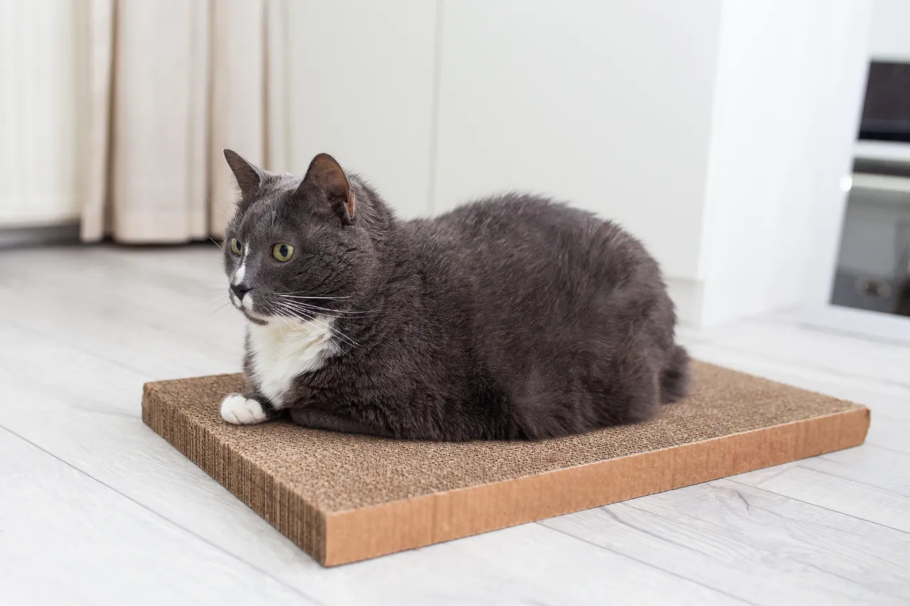 zalety drapaków kartonowych EKO od Jumi