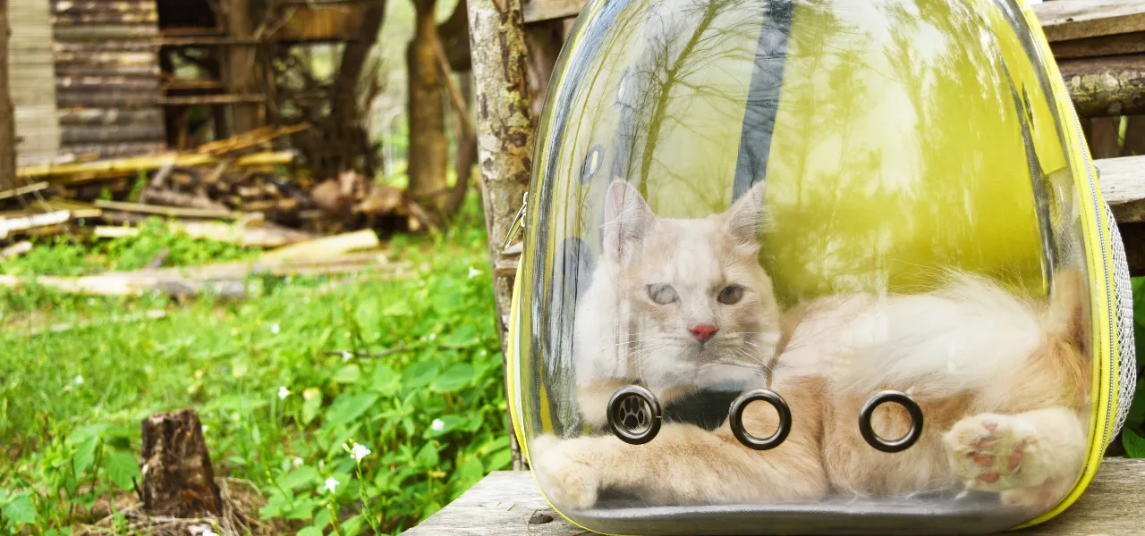 nowość w jumi.pl - akcesoria dla zwierząt, transportery, plecaki i torby dla kotów i małych psów