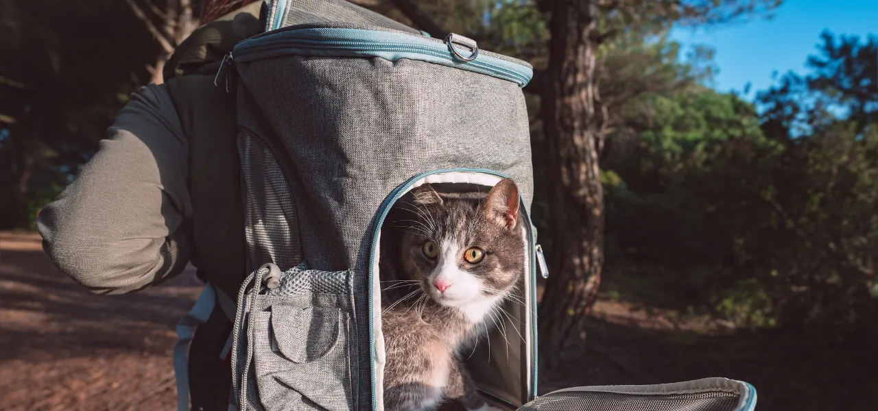 plecak transporter dla kota -najlepsze produkty dla zwierząt w jumi.pl