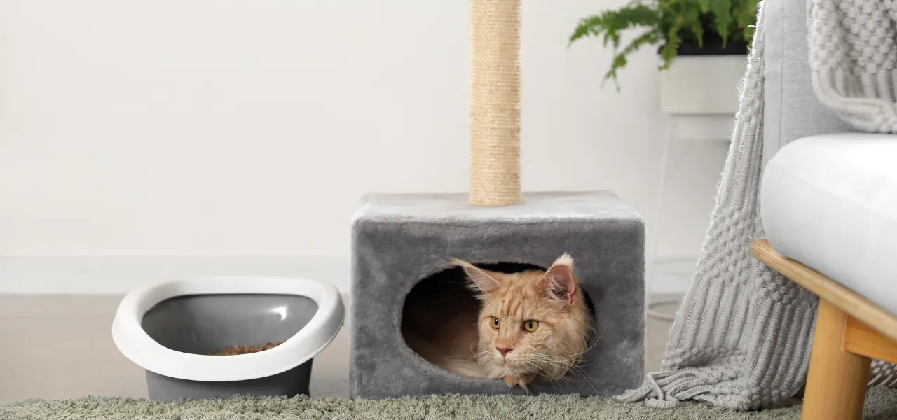 drapaki dla kotów jumi.pl - doskonała zabawa i zabezpieczenie mebli przed kotem