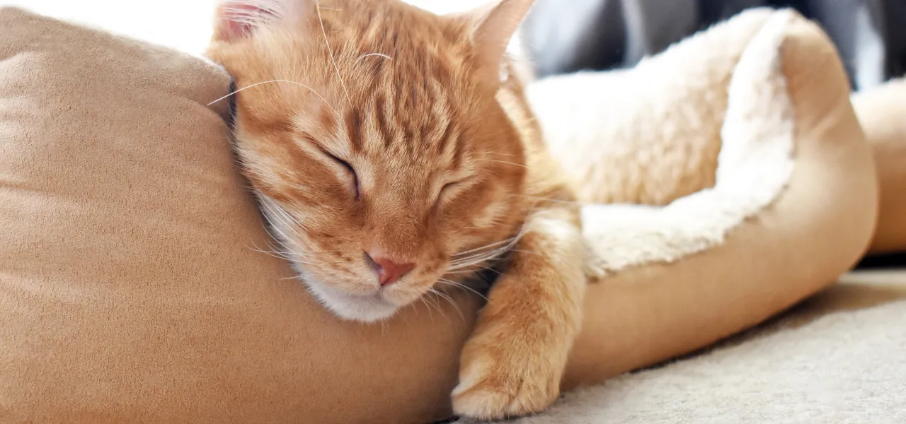 produkty dla kotów i zwierząt domowych w jumi.pl - niskie ceny i jakościowe produkty