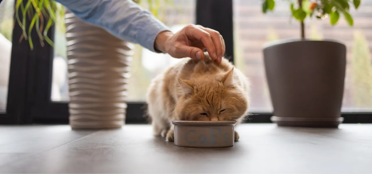 miski dla zwierząt, dla kotów dostępne w jumi.pl