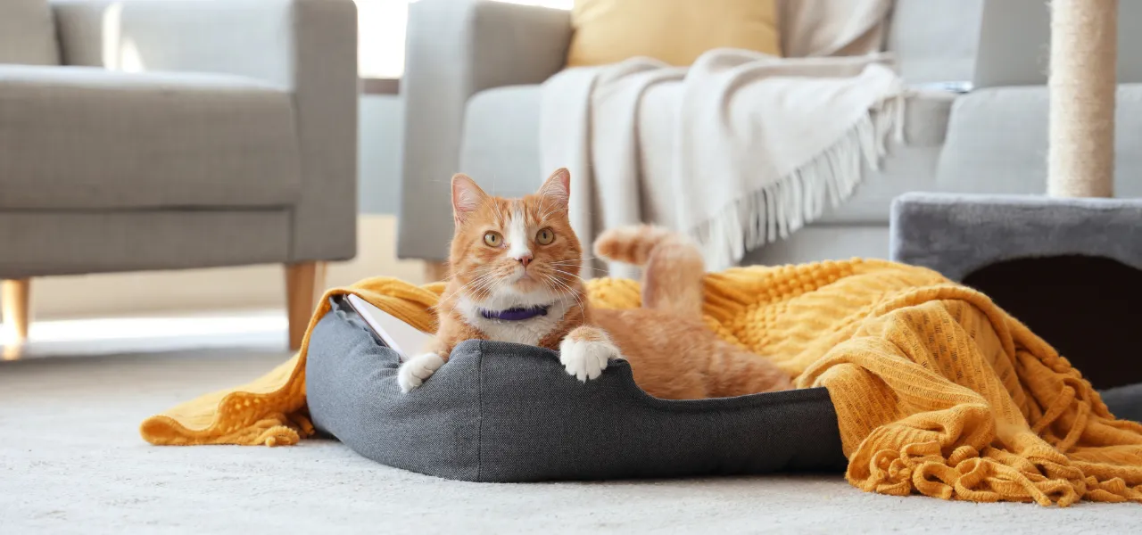 legowiska dla kotów jumi.pl - klasyczne i świąteczne idealne do Twojego domu