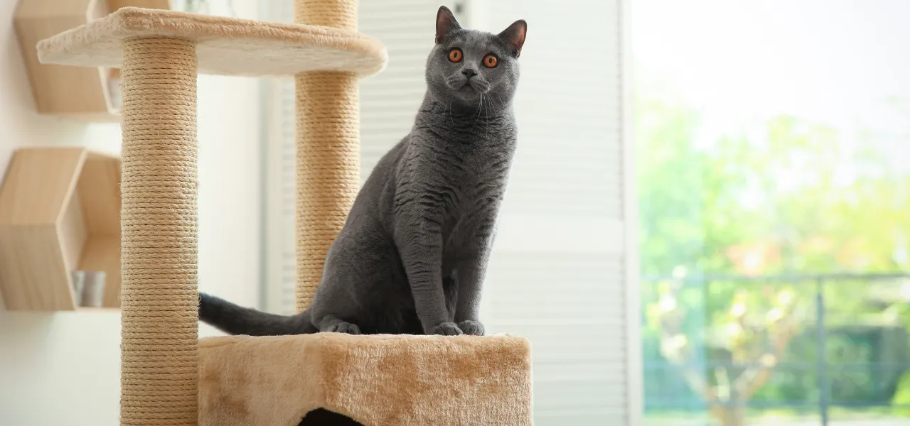 drapaki dla kota w promocji - jumi.pl