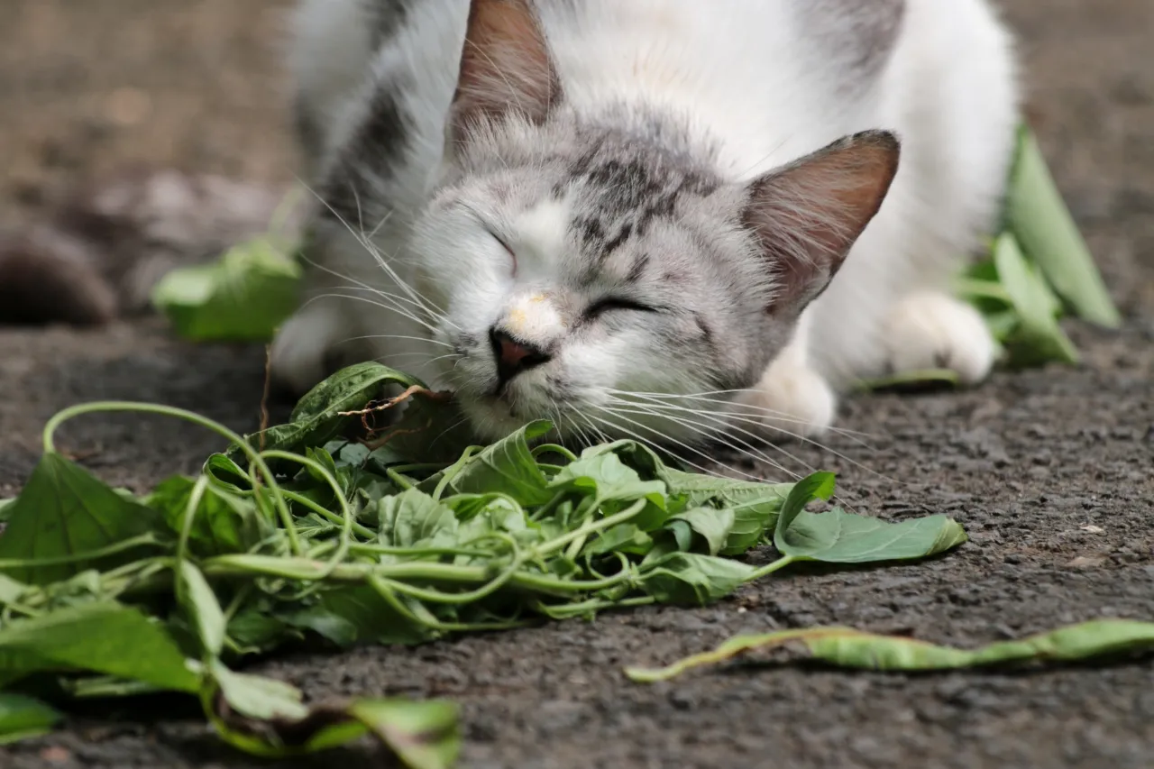 Kocimiętka – dlaczego koty za nią szaleją i jak działa?