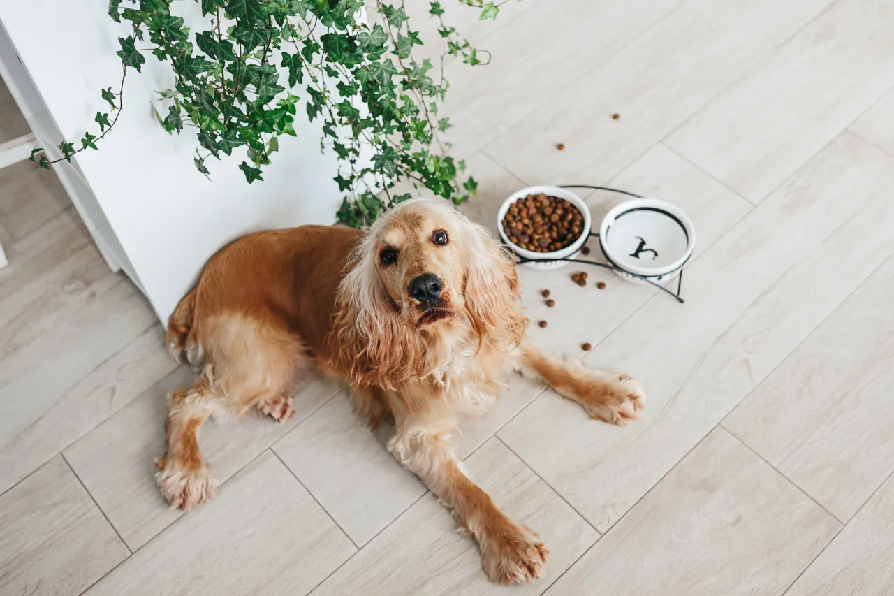 Jak wybrać idealną miskę dla psa? Sprawdź, dlaczego warto postawić na regulowaną wysokość! - Blog Jumi.pl