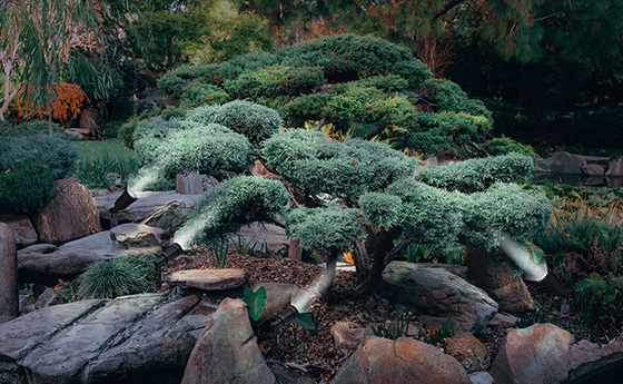 Oczko wodne w ogrodzie. Pomysł na lato!