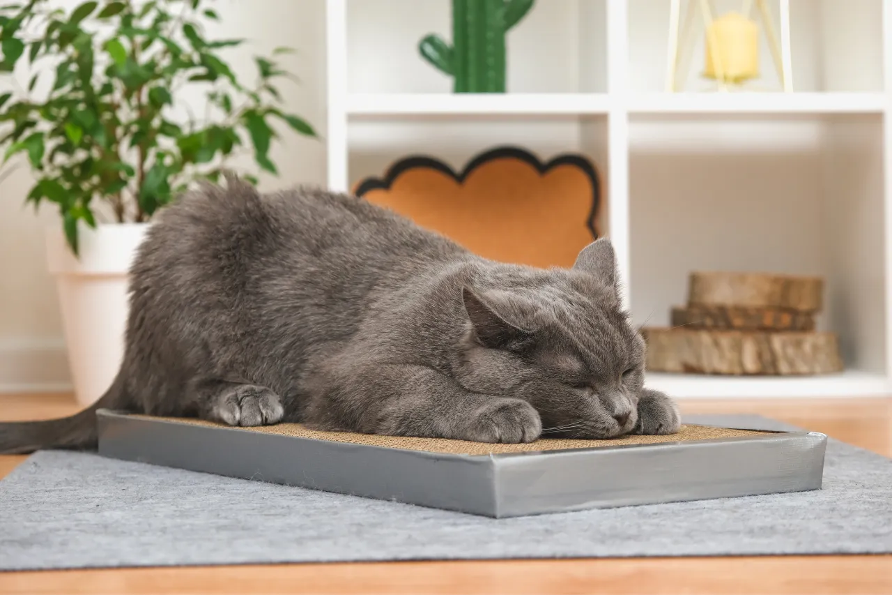 Innowacyjne Drapaki dla Kotów w Jumi.pl: Ekologiczne, Interaktywne i Chroniące Meble